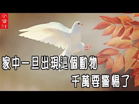 鳥死在門口|家裡出現死鳥 鳥死在院子裡是擋災